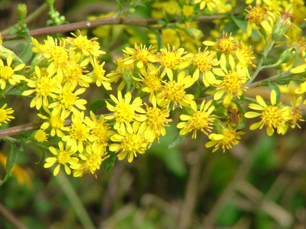 Solidago virgaurea Echte guldenroede bestellen